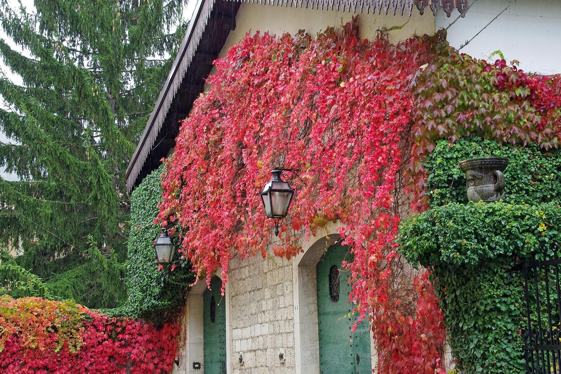La vigne vierge