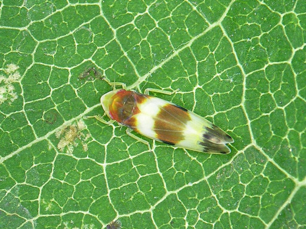 Cicadelle vigne vierge