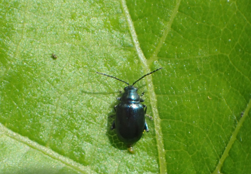Coloptères vigne vierge