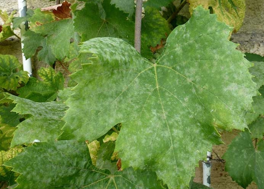 oïdium vigne vierge