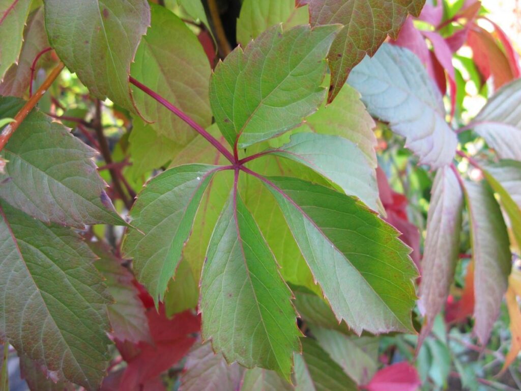 vigne vierge feuille