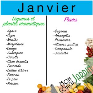 Les fleurs à planter en janvier