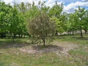 Arbre truffier