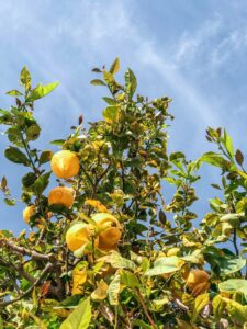 Citronnier