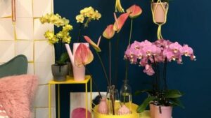 Colorer son intérieur avec des plantes