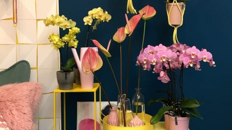 Colorer son intérieur avec des plantes