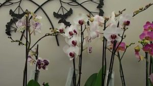entretenir une orchidée