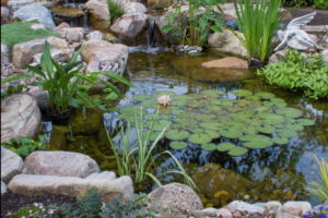 Comment planter des plantes aquatiques dans un bassin