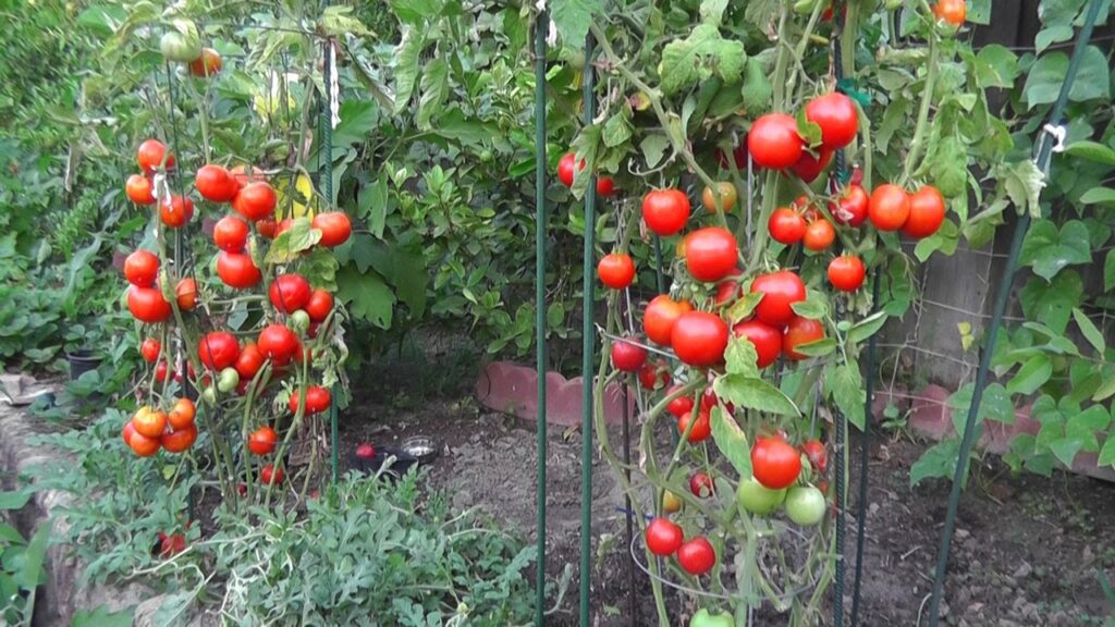planter des tomates