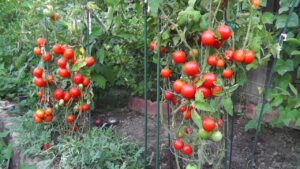 planter des tomates