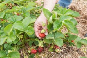 planter fraisier