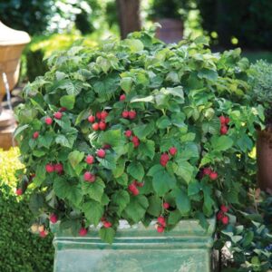 planter framboisier
