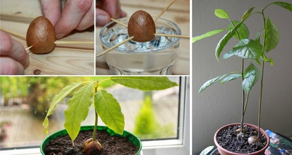 planter noyau d'avocat
