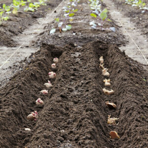 planter pommes de terre