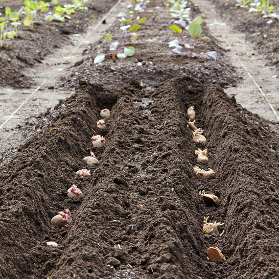 Comment planter pommes de terre? - Mon Coach Jardin