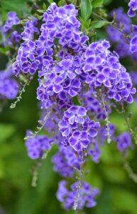 Duranta