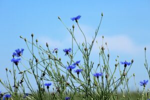 fleur bleue