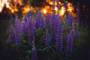 Fleurs en épi