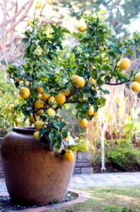 Fruitiers en pot