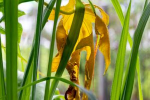 Jardin vertical