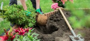 Jardinage pour les débutants
