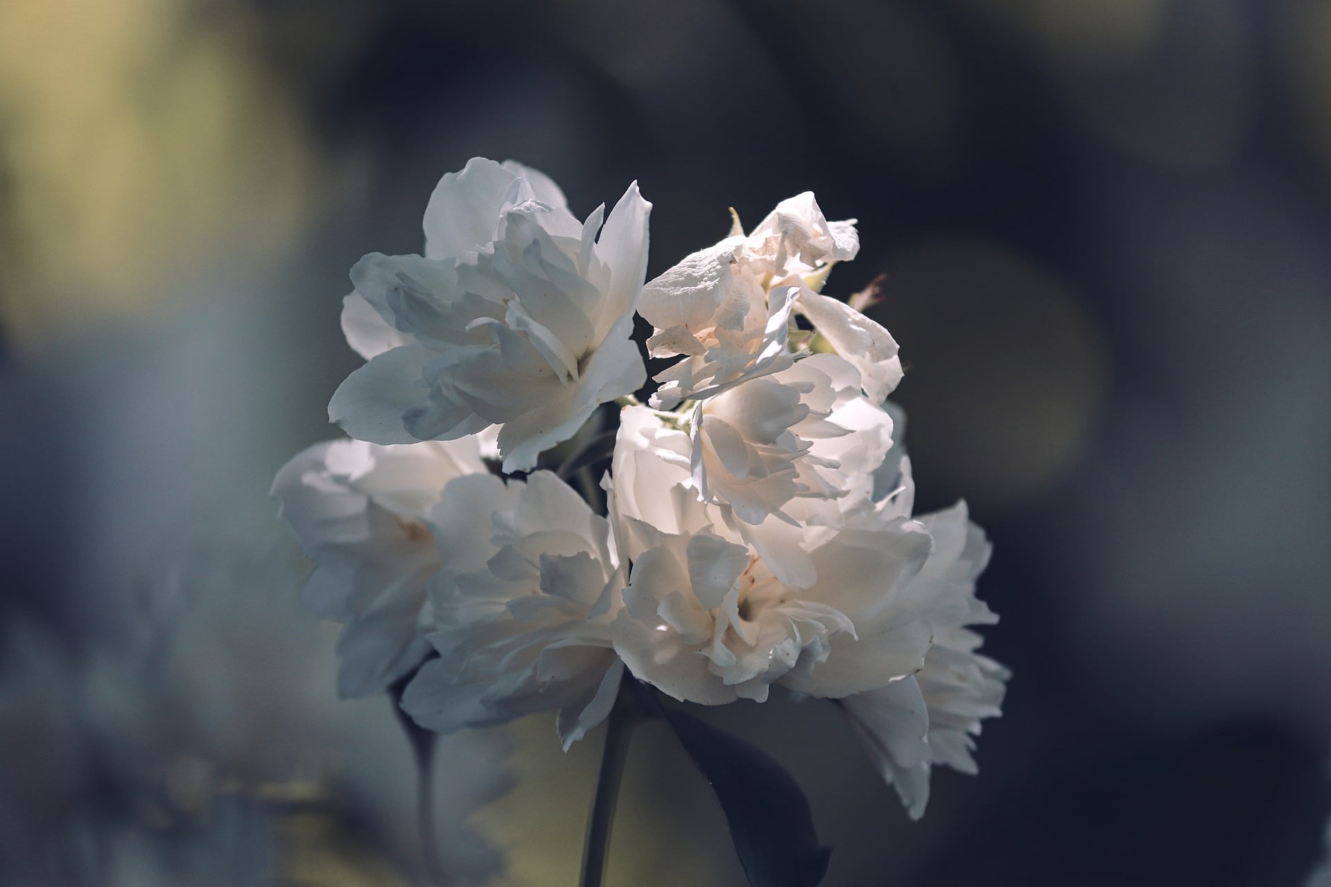Jasmin en fleurs