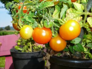 Légumes en pot