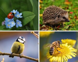 Les insectes et animaux utiles au jardin
