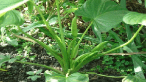 Les plantes aromatiques à planter chez soi