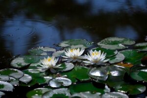 Les plantes incontournables de bassin