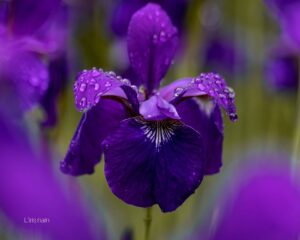 fleurs de saison hiver