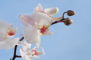 Orchidées