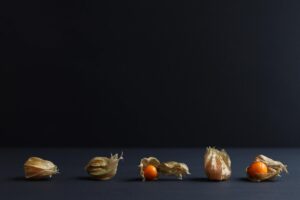 Physalis