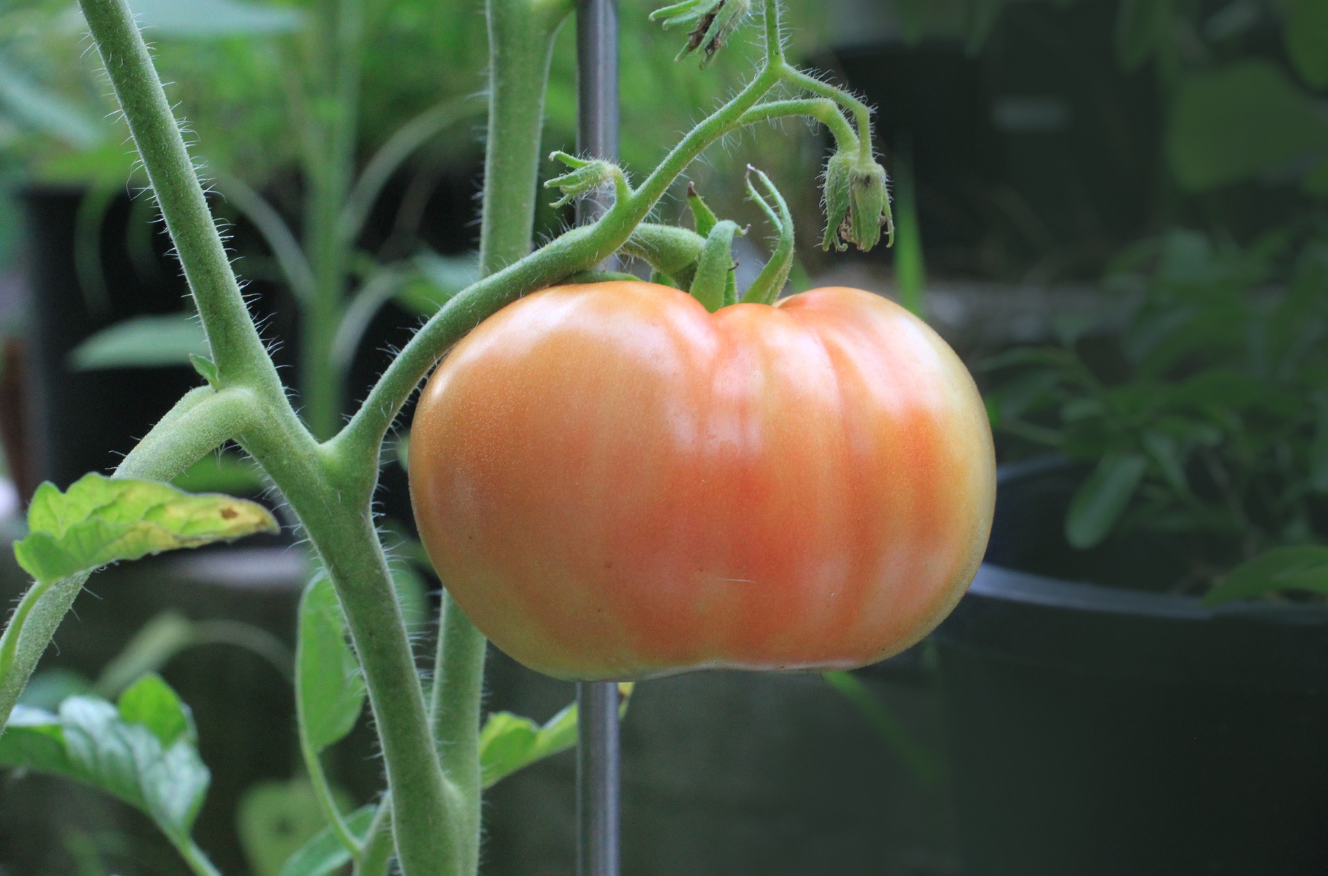 Planter tomates