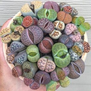 Plantes-cailloux