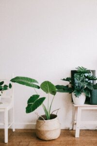 Plantes dépolluantes