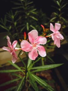 Plantes faciles à bouturer