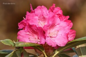 Que planter à l’ombre