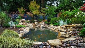 Quelles plantes autour du bassin