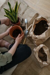 rempoter les plantes d’intérieur