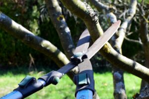 Tailler un arbre et arbuste