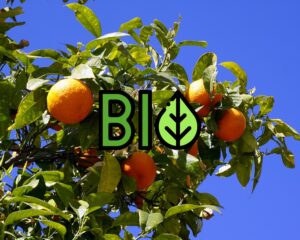 Traitement bio des arbres fruitiers