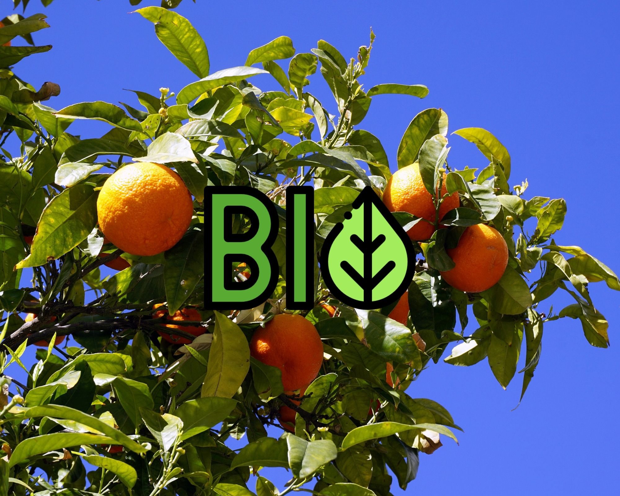 Traitement bio des arbres fruitiers - Mon Coach Jardin