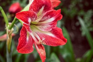amaryllis