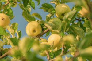 pommier