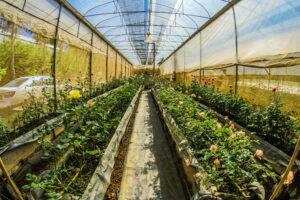 Pourquoi cultiver sous serre