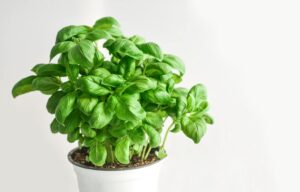 basilic