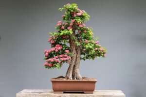 plantes japonaises
