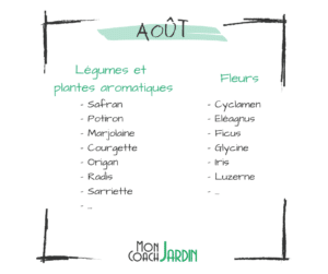 légumes à planter en août