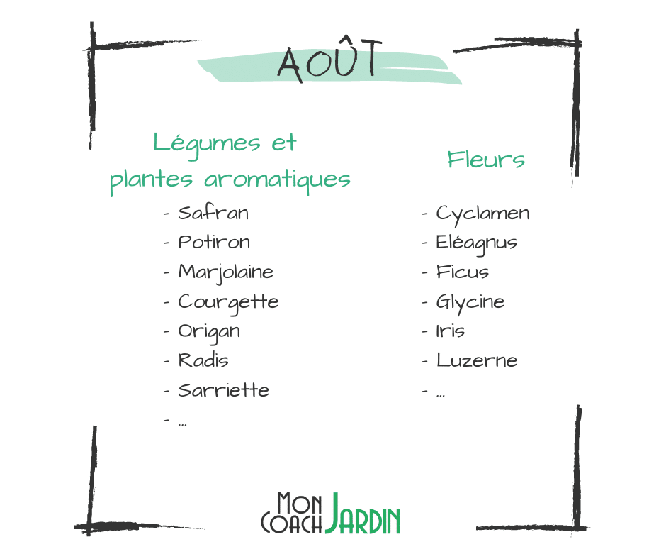 légumes à planter en août